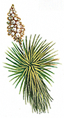 The yucca plants has many medical and non-medical uses.